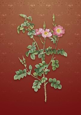 Prickly Sweetbriar Rose