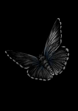 Butterfly on a black