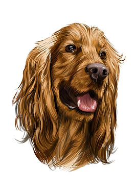 cocker spaniel head