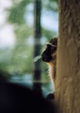 monkey breathing on window