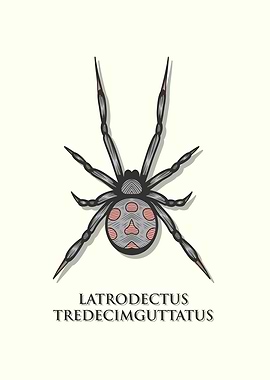 Mediterranean Black Widow