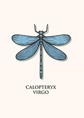 Beautiful Demoiselle