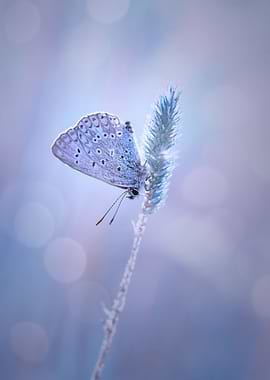 Blue icarus butterfly, lea
