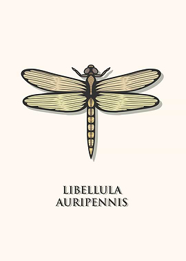 Golden Winged Skimmer