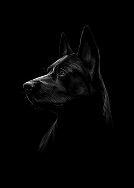black shepherd dog