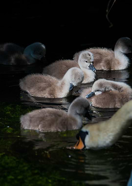 baby swans portrait
