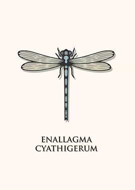 Common Blue Damselfly