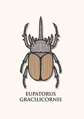 Horned Rhinoceros Beetle