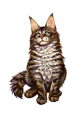 Maine coon cat
