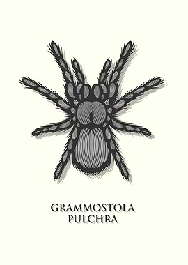 Brazilian Black Tarantula