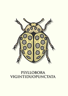 Twenty Two Spot Ladybird