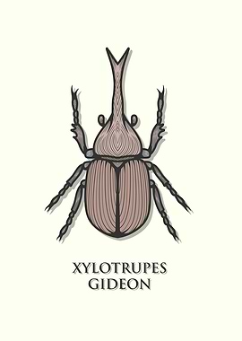 Brown Rhinoceros Beetle