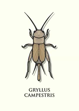 European Field Cricket