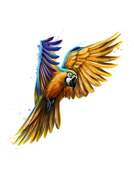 blue and yellow macaw