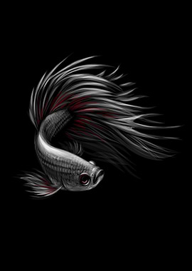 Colourful betta fish