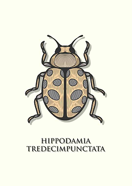 Thirteen Spot Ladybird