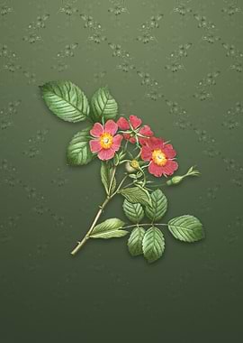 Vintage Redleaf Rose