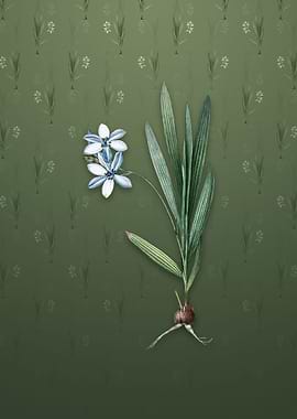 Vintage Gladiolus Plicatus