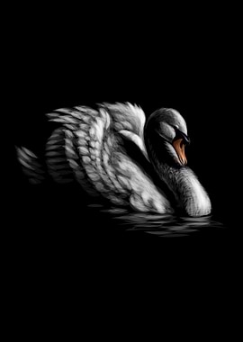 Portrait of a white swan