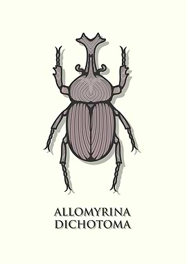 Japanese Rhinoceros Beetle