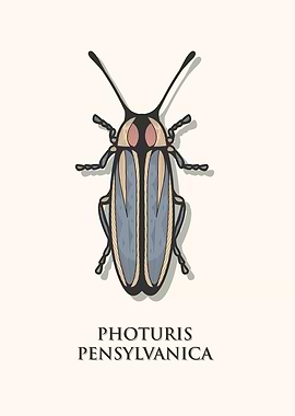 Pennsylvania Firefly