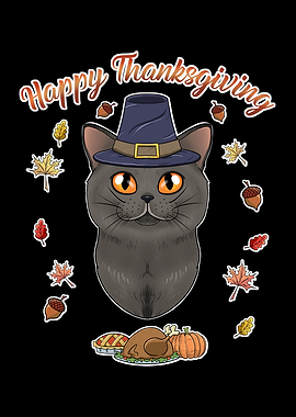 British Shorthair Cat