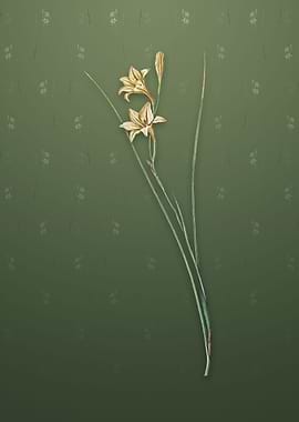 Gladiolus on Lunar Green