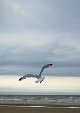 Seagull