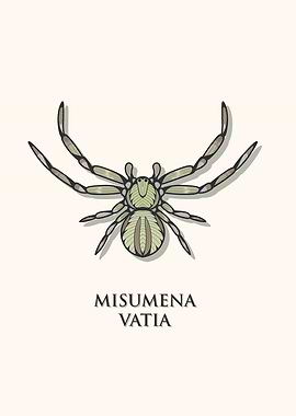 Goldenrod Crab Spider