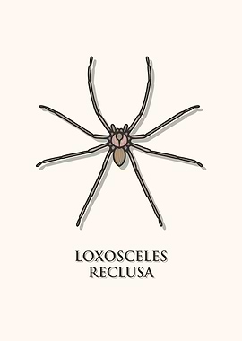 Brown Recluse Spider