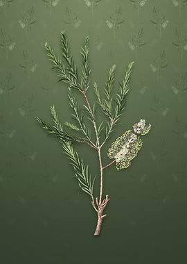 Vintage Swamp Paperbark