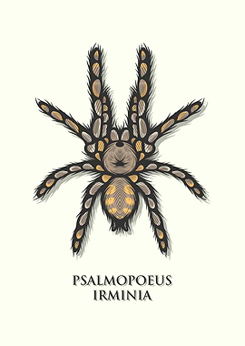 Venezuelan Tiger Tarantula