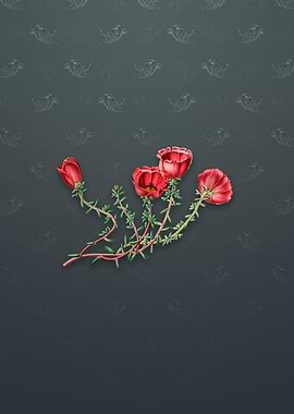 Gillies Purslane Flower