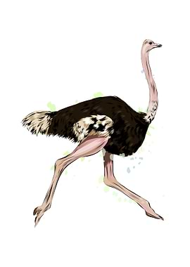 Ostrich watercolor