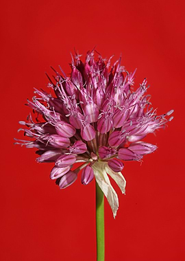 Allium flowering close up