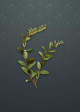 Andromeda Marginata Bloom