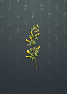 Vintage Common Cytisus