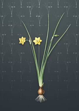 Daffodil on Slate Gray