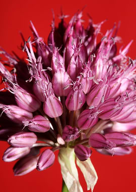 Allium flowering close up