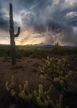 Elemental Arizona