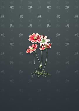 Fine Leaf Cosmus Flower