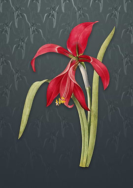 Amaryllis on Slate Gray