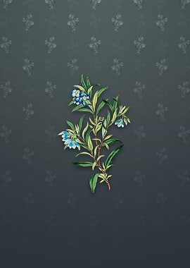 Blue Narrow Leaf Sollya