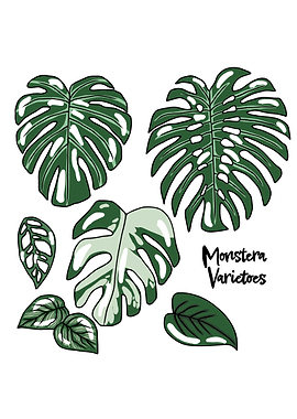 Monstera varieties set