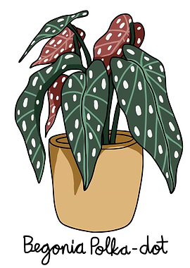 Begonia Polka Dot plant