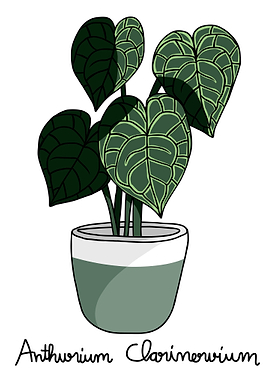 Anthurium Clarinervium