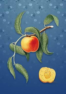 Peach on Bahama Blue