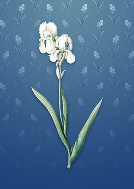 Vintage Tall Bearded Iris