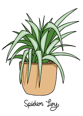 Spider Ivy plant drawing