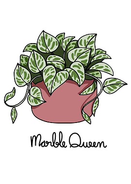 Marble Queen plant